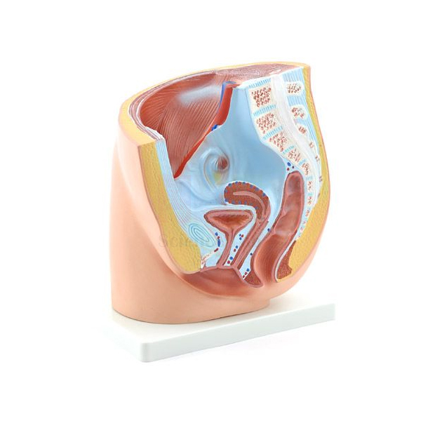Female Half Pelvis Model